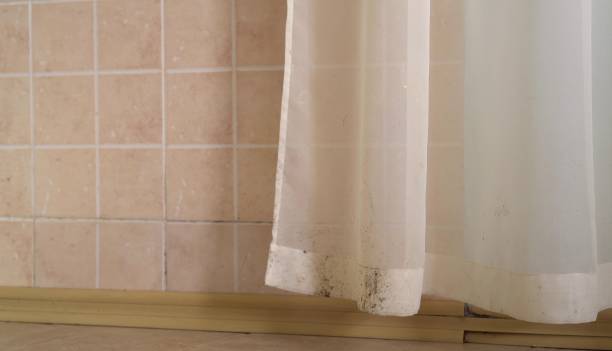 Environmental Consulting for Mold Prevention in Fort Plain, NY