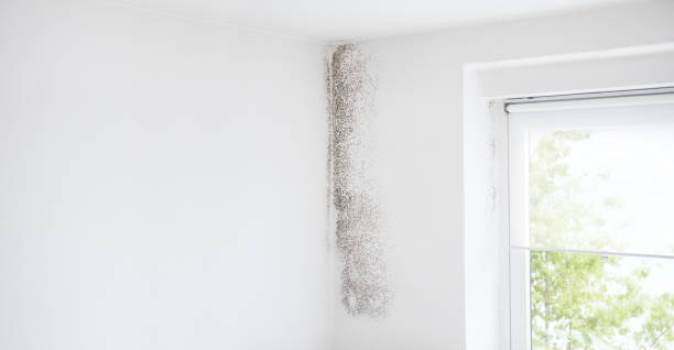 Fort Plain, NY Mold Removal Company