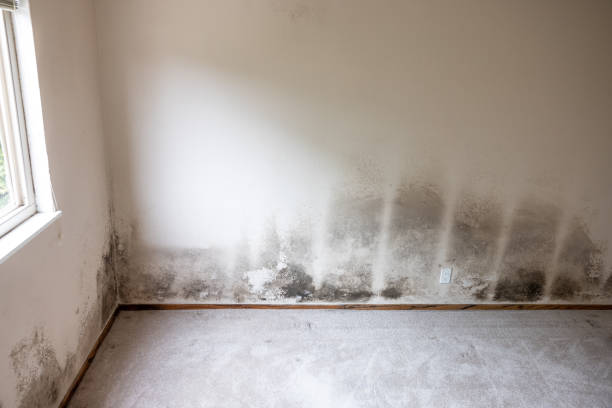 Best Post-Remediation Verification Testing  in Fort Plain, NY